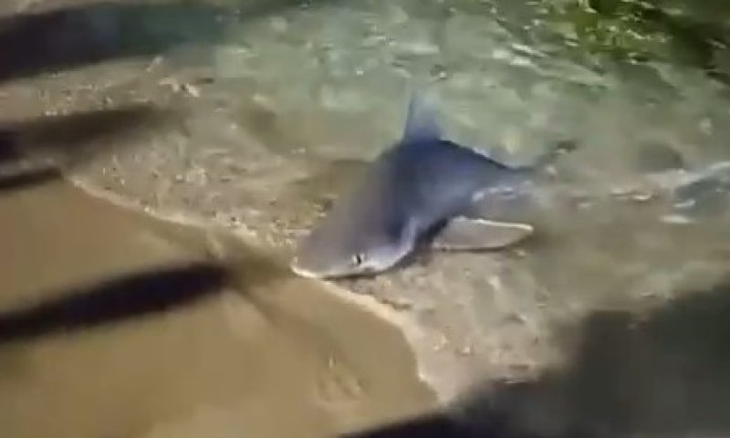 מפחיד: תושב נהריה יצא לדוג דגים - זה מה שעלה בחכתו