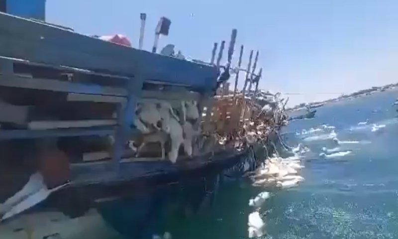 חילוץ של מאות אלפי כבשים מהמים: ספינה התהפכה מול חופי תימן