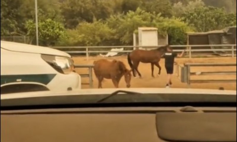 הסיפור מאחורי הסוסים שתועדו נמלטים מהשריפה 