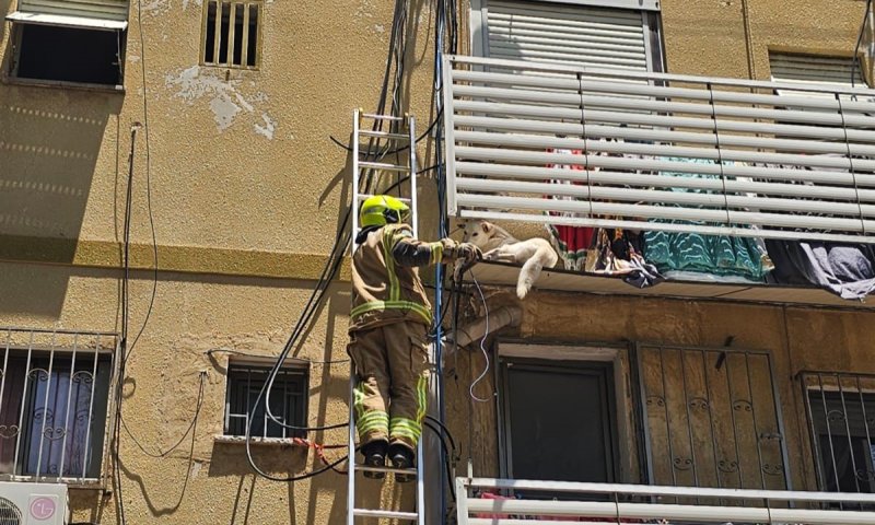 חיפה: לוחמי אש חילצו כלב שנתקע במסתור כביסה