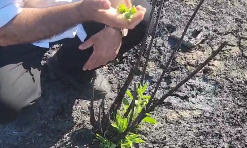 לאחר השריפה הגדולה בהרי ירושלים: צמחייה חדשה החלה לצוץ 