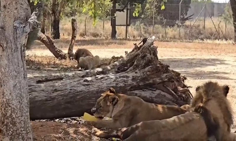 השרב בספארי: כך מתמודדים האריות והגורילות עם החום הקיצוני