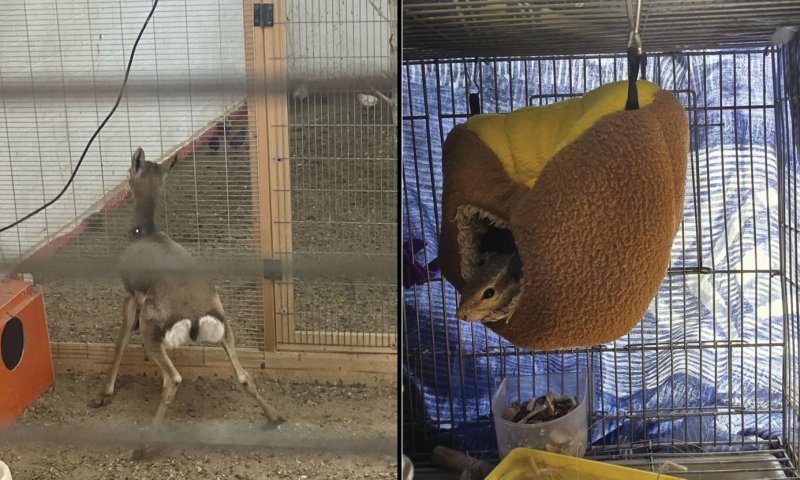 נלכד סוחר חיות בר: עופר צבי, סנאים וציפורים מוגנות הוחרמו