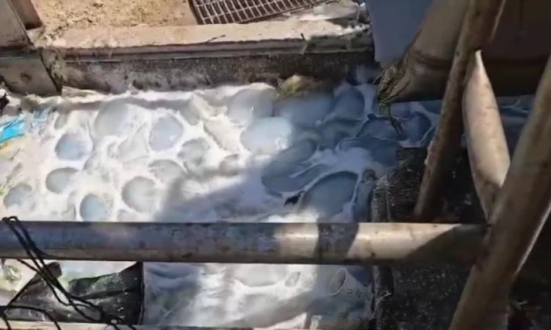 צפו: נחיל מדוזות הגיע לתחנת הכח באשקלון