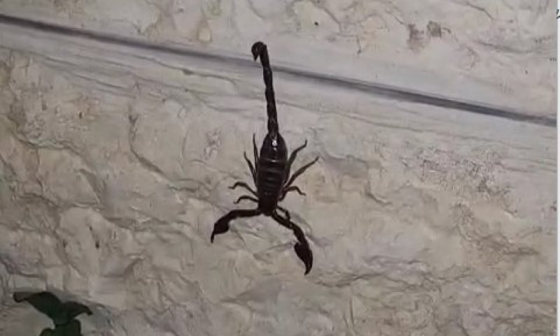 נבו יריחו: העקרב הענק התגלה בחצר של כרמלי