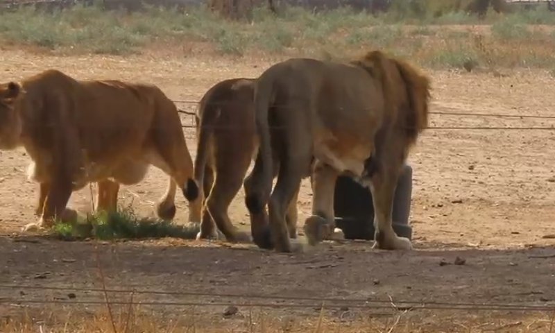 צפו: האריות בספארי קיבלו העשרה מפתיעה &ndash; עם ריח של היפופוטם  