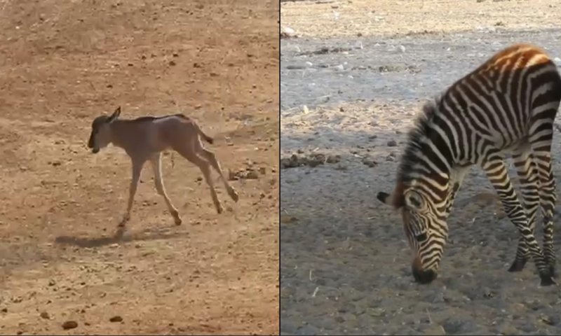 בייבי בום בספארי: 15 גורים חדשים נולדו 