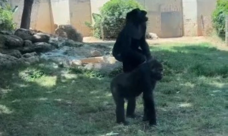 רגע מיוחד בספארי: הגורילות בשיתוף פעולה יוצא דופן