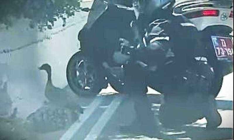 מחזה יוצא דופן בכביש 1: אווזה ואפרוחיה עצרו את התנועה
