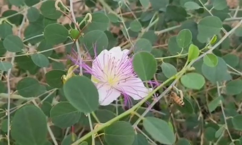 שובר את הכללים: הכירו את הפרח שמלבלב דווקא בימים החמים