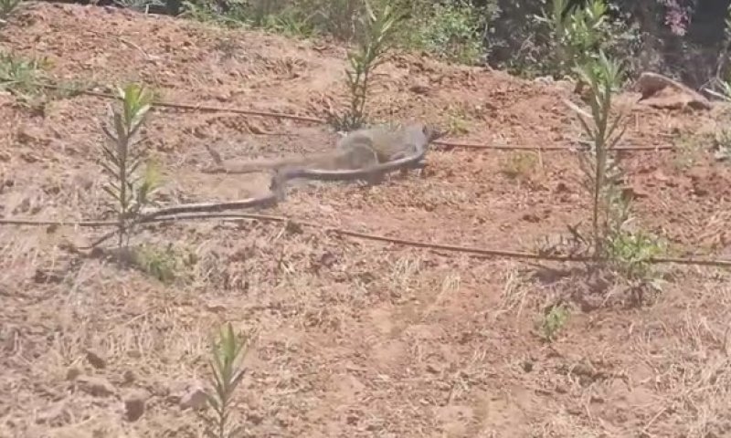 סרטון נדיר באיילון: נמייה תועדה עם נחש בפיה 