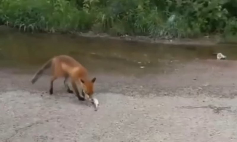 "ורחמיו על כל מעשיו": דייג חלק את שללו עם שועל רעב במוסקבה