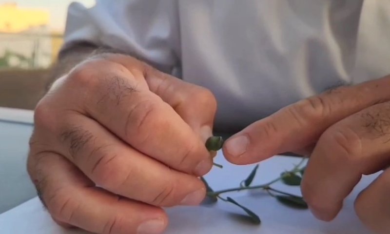 כרמלי בדק: האם יש חרקים בפרי הצלף?