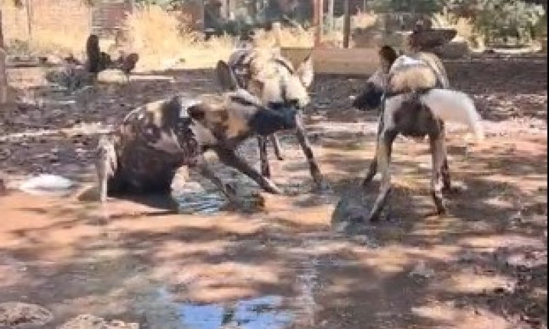 בשל גל החום: הזאבות בספארי נהנות מפינוק מים מרענן