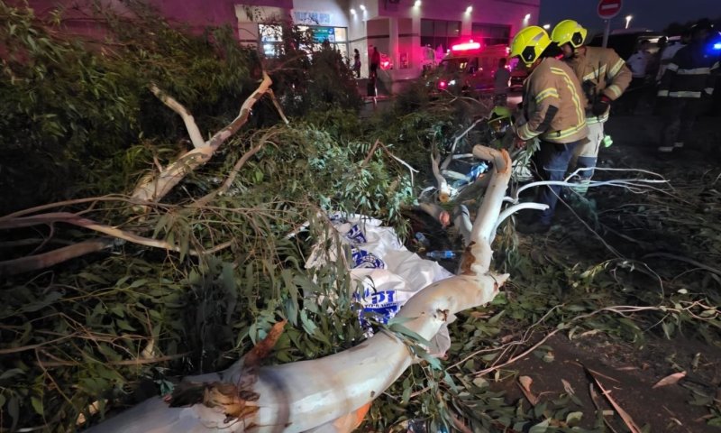 גבר בן 35 נהרג מקריסת עץ בבית החולים אסף הרופא