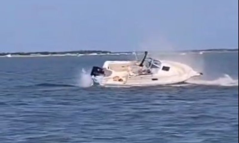 דרמה בים: לוויתן ענק מת לאחר שפגע בסירה וכמעט הפך אותה 