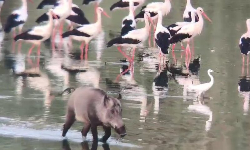 החלה נדידת הסתיו: הלהקה הראשונה של החסידות הלבנות תועדה בישראל