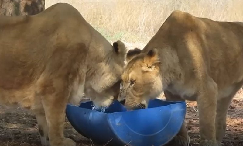 גל החום בגן החיות: הלביאות נהנות מאבטיח קפוא