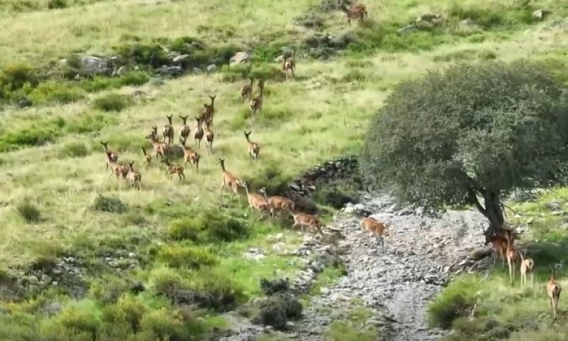 תיעוד מרהיב: להקה של עשרות איילים מחפשים אחר מזון