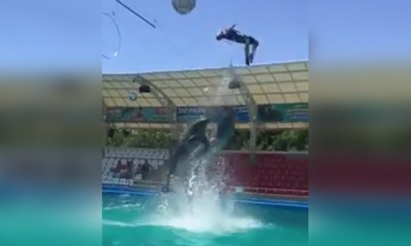 שיתוף פעולה ייחודי: דולפינים ואקרובטים במופע עוצר נשימה