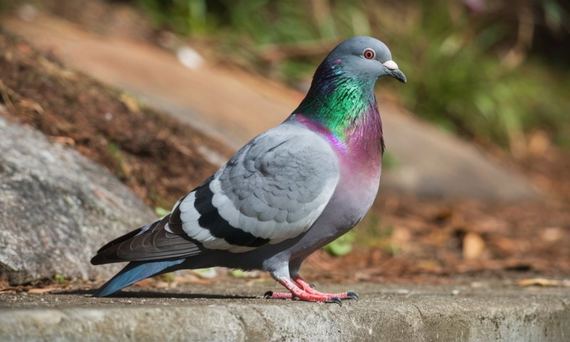 הודו: יונה נשאה פתק שאיים בפיגוע, כוחות הביטחון יירטו אותה