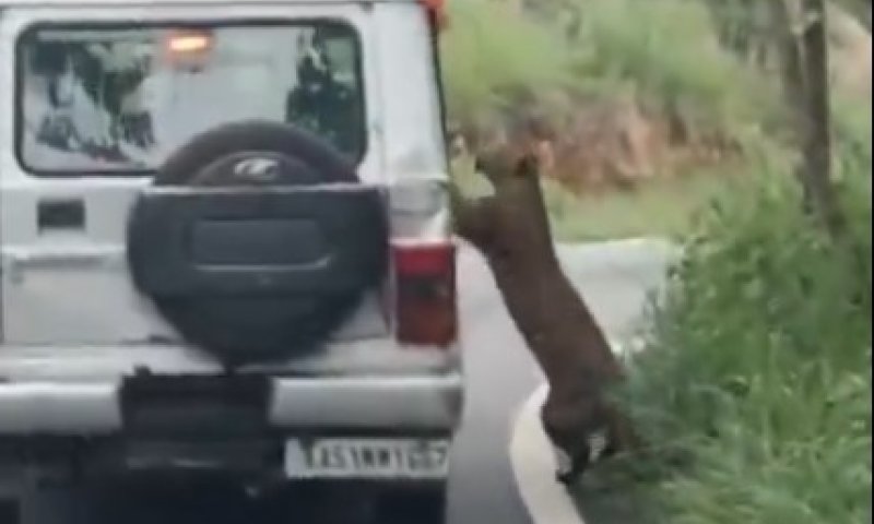 אימה בספארי בהודו: נמר זינק על רכב תיירים &ndash; בן 13 נפצע