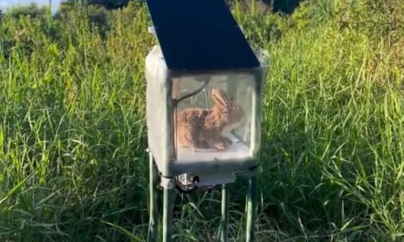 פתרון טכנולוגי חדשני: ארנבים רובוטיים הוצבו כדי ללכוד נחשי פיתון בורמזי