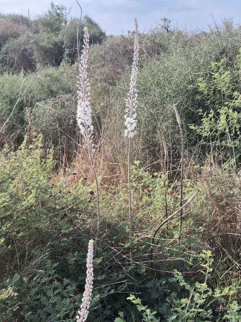 רינת רוסו, רשות הטבע והגנים