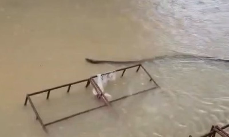 השיטפונות בתאילנד: נחש נצפה שוחה ברחובות | מקבץ תיעודים