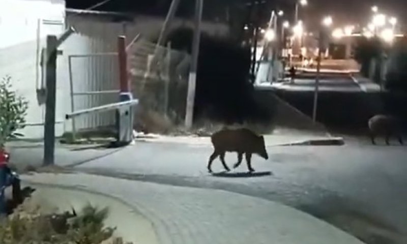 הזיה במחנה עופר: חייל יצא לריצה בבסיס והותקף באכזריות על ידי חזיר בר