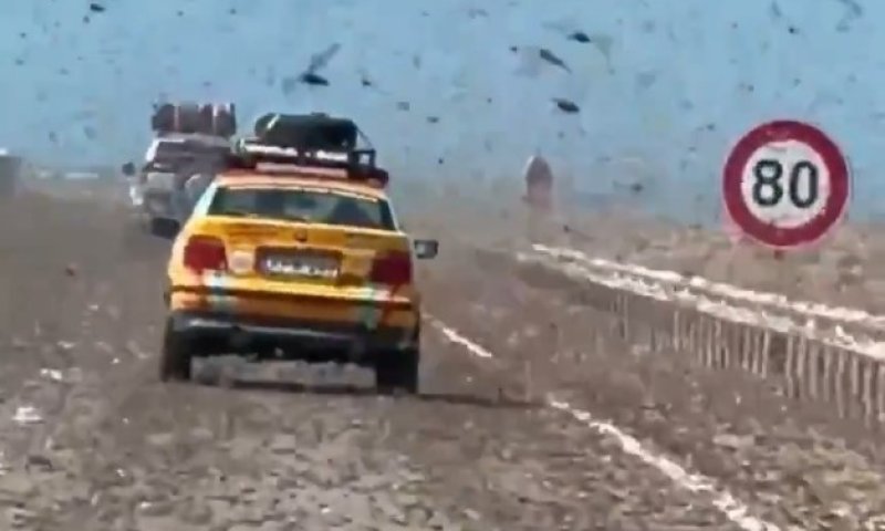 מתכוננים לפסח: העיר שחטפה מכת ארבה בשבוע האחרון