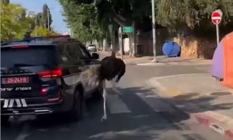 יען נמלט מהספארי ברמת גן: תיעוד דרמטי מרגעי הבריחה ולכידתו