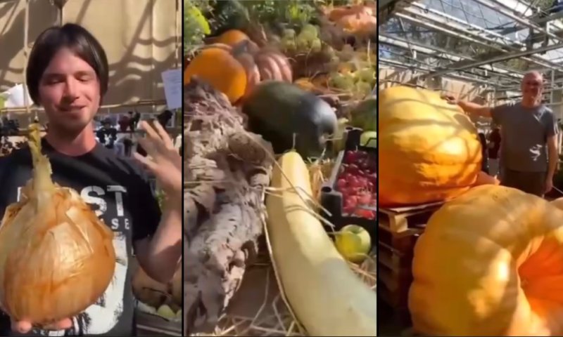 "ברוך משנה הפירות": תערוכת ירקות ענק במוסקבה