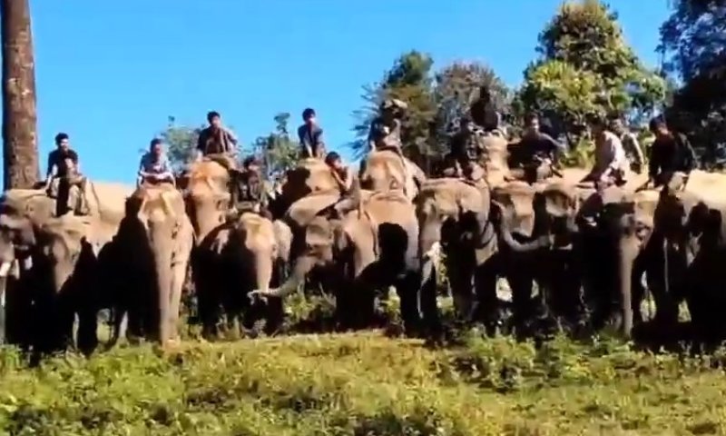 פלוגה חדשה: פילים מצטרפים למאבק האופוזיציה במיאנמר