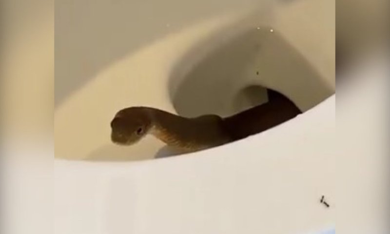 תיעוד מבהיל מהפיליפינים: נחש קוברה הגיח מתוך אסלה בחדר מלון