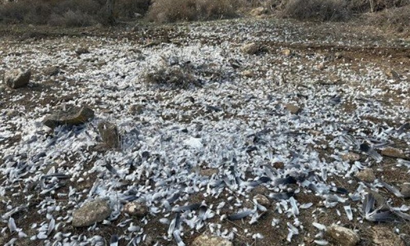 מאות יוני ענק ניצודו: סערה סביב תיעודים שפורסמו ברשת | דרישה להוציא צו שיאסור