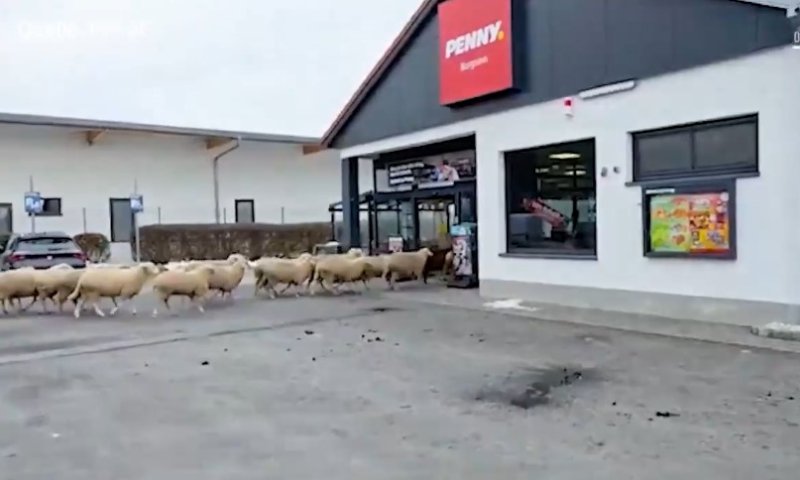 גרמניה: עשרות כבשים הסתערו על סופרמרקט וזרעו הרס