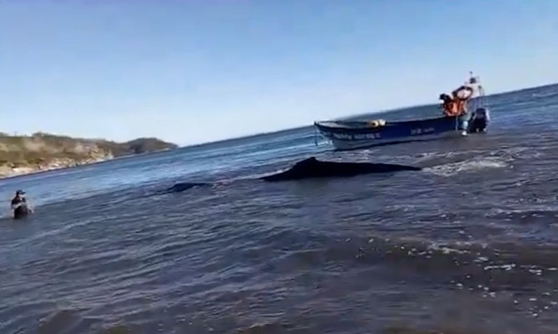 נלכד ביבשה: לוויתן באורך 9 מטרים חזר לים בשלום