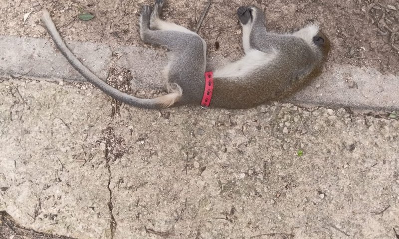 סוף עצוב: הקוף שנראה באזור רמלה נמצא מת לאחר שנדרס
