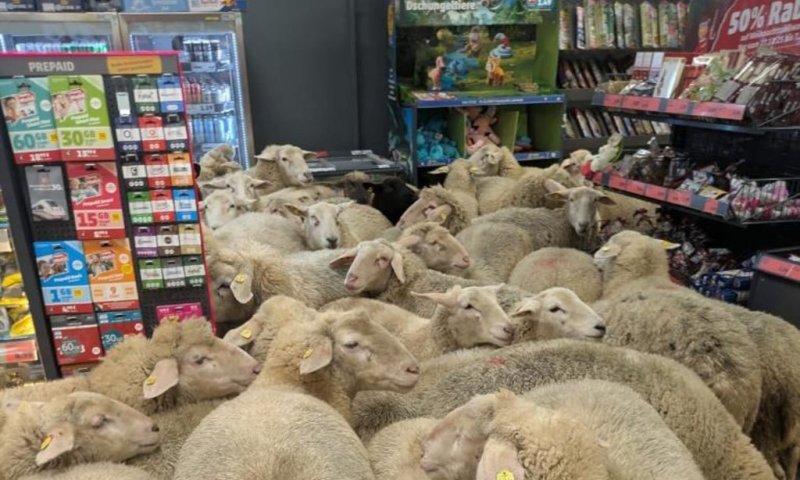 למרות הנזקים: הרשת החליטה לפרגן לכבשים שהסתערו על הסופר 