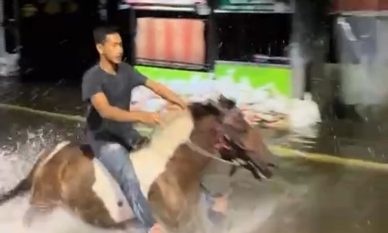  עקב ההצפות: התושבים בתאילנד החלו להשתמש בסוסים