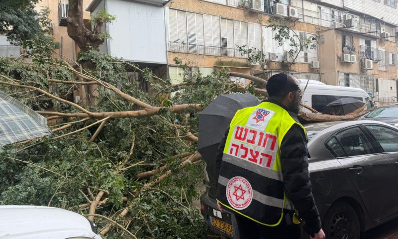 אימה בדרכים: עצים קרסו על מכוניות בנסיעה בבני ברק ובאשקלון