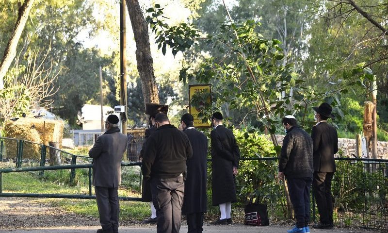 הספארי. מהארכיון