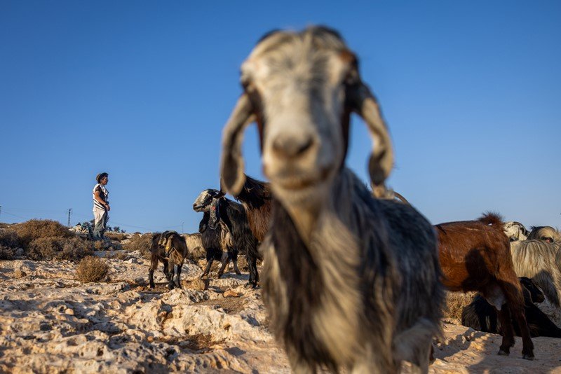 חיים גולדברג, פלאש 90