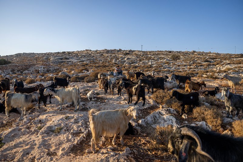 חיים גולדברג, פלאש 90