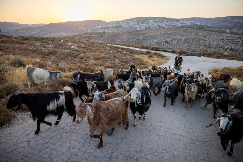 חיים גולדברג, פלאש 90