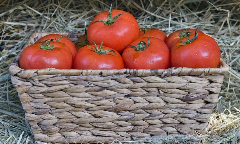 מ-1 ועד 19.90 שקל לק"ג: מחירי העגבניות משתוללים - וזה עוד עלול להחמיר