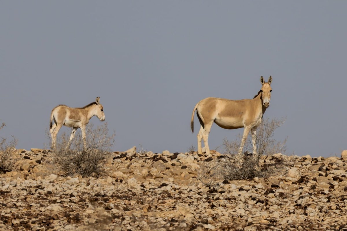 יחיעם דהן מתנדב ברשות הטבע והגנים