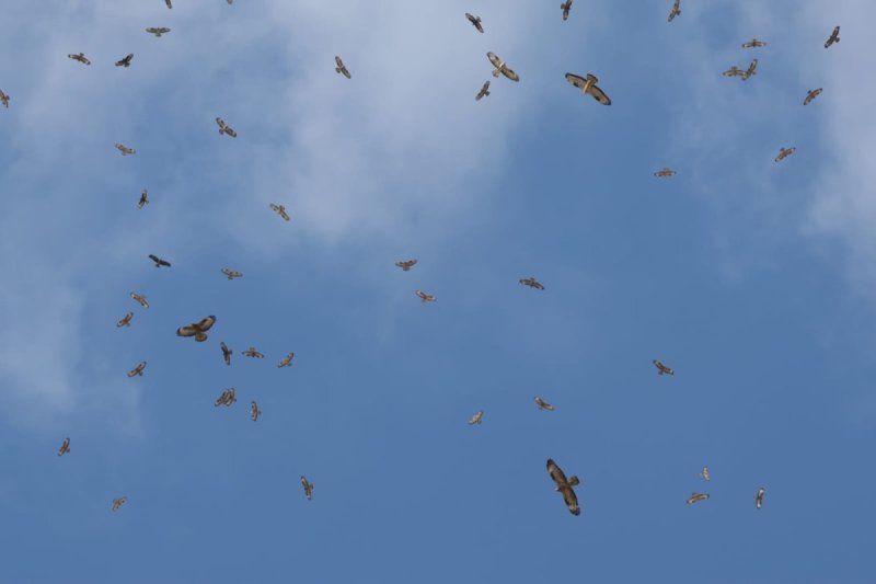 יותם בשן, החברה להגנת הטבע