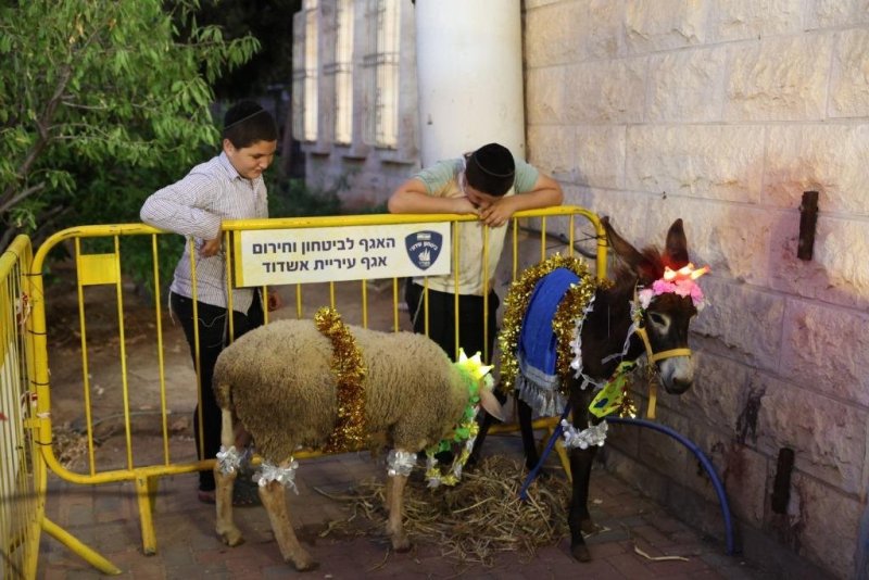 יעקב כהן